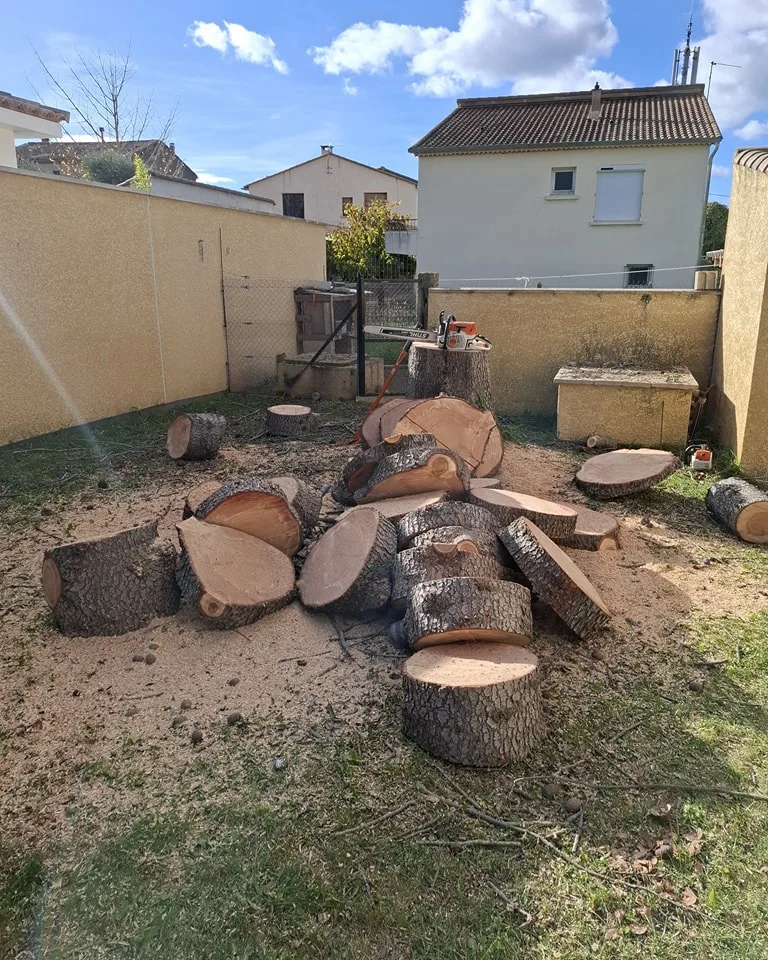 Elagage à Montpellier et Abattage d'arbre en milieu urbain difficile d'accès géré par Cime et Racines