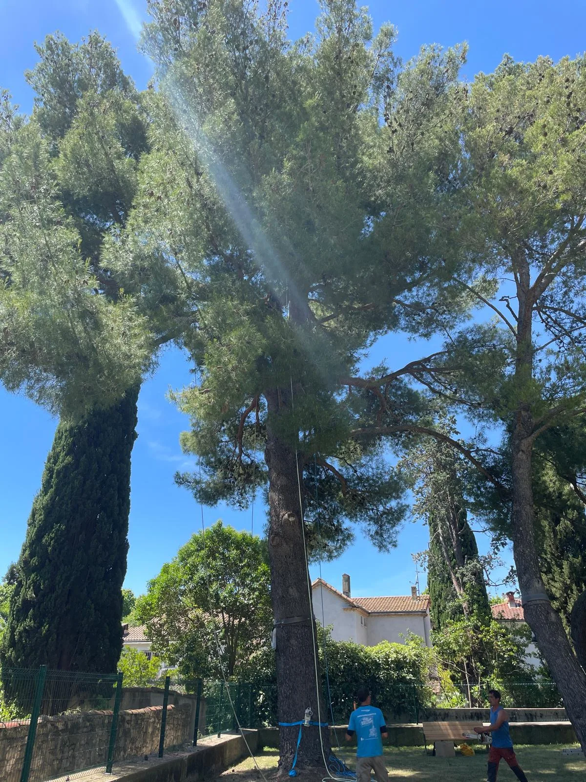 Elagage à Montpellier et haubanage de pin dans une copropriété - Cime et Racines